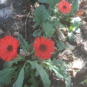 Meet your Posher, Betty